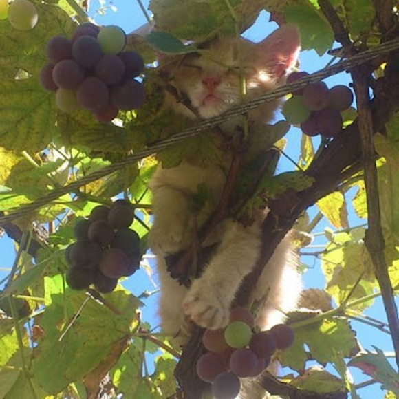 Meet your Posher, Kiara - Picture 1 of 1